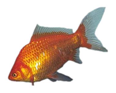 Goldfish.jpg